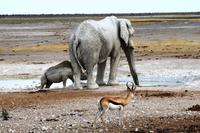 Etosha NP - StellDichEin am Wasserloch