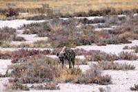 Etosha NP - Tüpfelhyäne