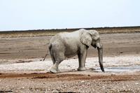 Etosha NP
