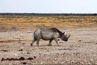 Etosha NP - Nashorn