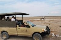 Safari im Etosha 