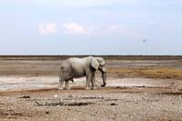 Safari im Etosha 