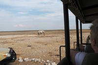 Safari im Etosha 