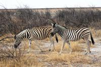 Safari im Etosha 