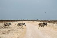 Safari im Etosha - Zebrastreifen