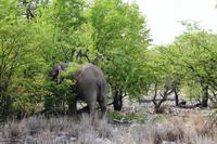 Safari im Etosha - für Ines