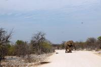 Safari im Etosha 