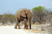Safari im Etosha 