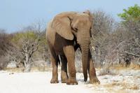 Safari im Etosha 