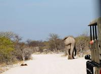 Safari im Etosha