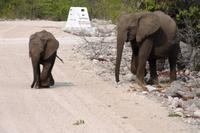 Safari im Etosha