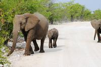 Safari im Etosha 