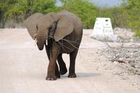 Safari im Etosha 
