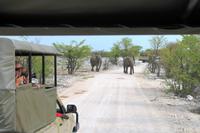 Safari im Etosha 