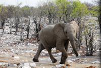 Safari im Etosha 