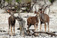 Etosha NP - Du Kudu, Du