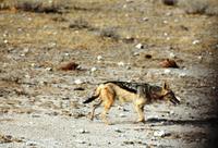 Etosha NP - Schabrackenschakal