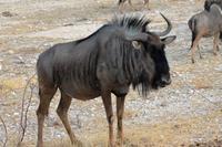 Etosha NP - Gnu