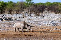 Etosha NP - Spitzmaulnashorn