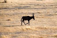 Etosha NP - Kuhantilope