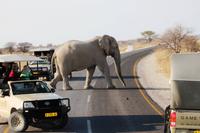 Safari im Etosha 