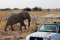 Safari im Etosha 