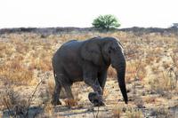 Safari im Etosha 