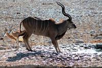 Etosha NP - Springbock und Kudu