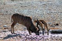 Etosha NP - Kudu und Springbock