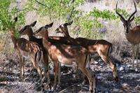 Etosha NP - Impalas unterm Schattenbaum