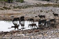 Etosha NP - am Wasserloch