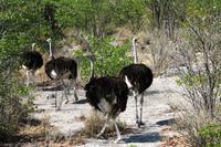 Etosha NP - Jungesellentruppe