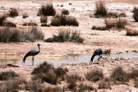 Etosha NP - Paradieskraniche