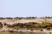 Etosha NP - Zebrastau