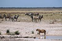 Etosha NP - Löwin am Wasserloch