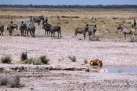 Etosha NP - Löwin am Wasserloch