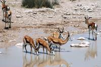 Safari im Etosha 