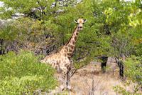 Safari im Etosha 
