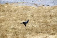 Etosha NP - Sekretär