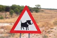 Achtung Warzenschweine - selten live gesehen