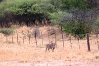 Hakuna Matata - Doch noch ein Warzenschwein