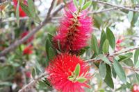 Namibia - Flaschenbürstenbaum