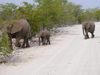 Safari im Etosha