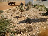 0019 Namibia - Kakteen