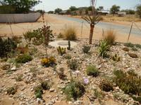 0020 Namibia - Kakteen