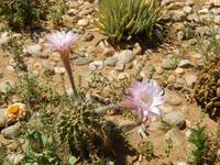 0021 Namibia - Kakteen