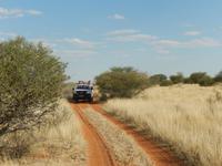 0045 Pirschfahrt in der Kalahari