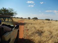 0046 Pirschfahrt in der Kalahari