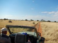 0048 Pirschfahrt in der Kalahari