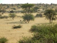 0049 Pirschfahrt in der Kalahari - Springböcke